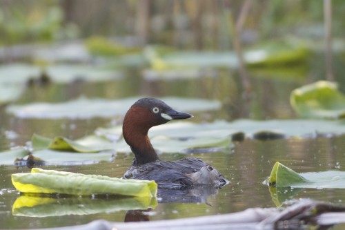 2012-05-17-little-grebe (1)