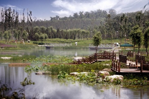 free-water-surface-wetland-1