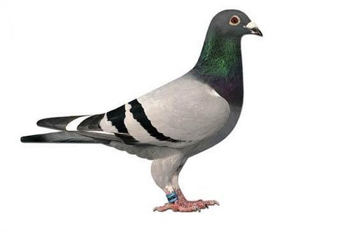 racing-pigeon