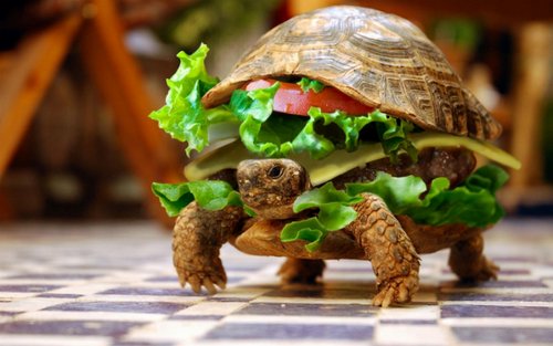 turtle-burger