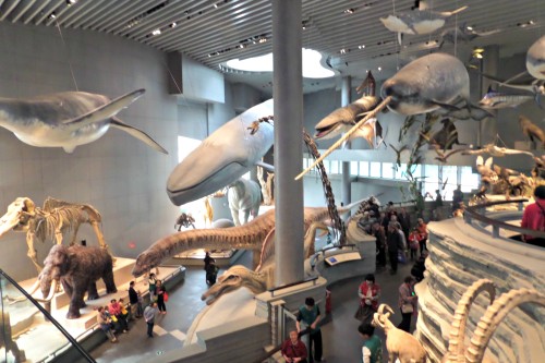 Shanghai Museum of Natural History Main Hall