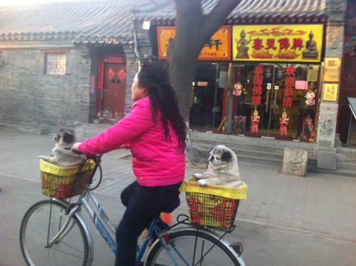 Dogs in Baskets