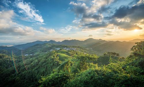 Hangzhou Tea Fields