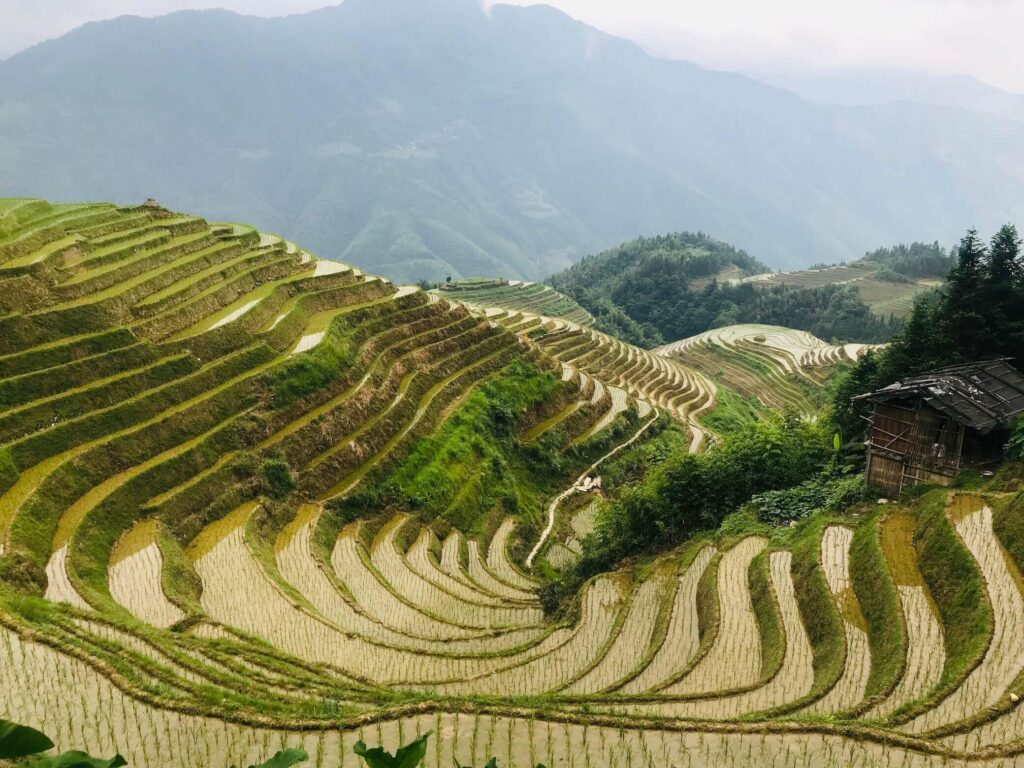 Longji Rice Terrace Tour