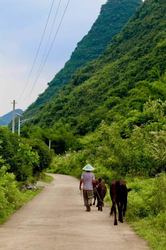 Yangshuo farmer and buffalo