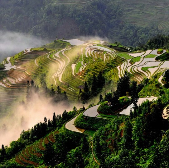 Rice Terrace